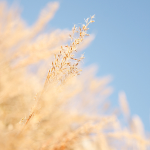 裸体美女馒头屄视频网站
